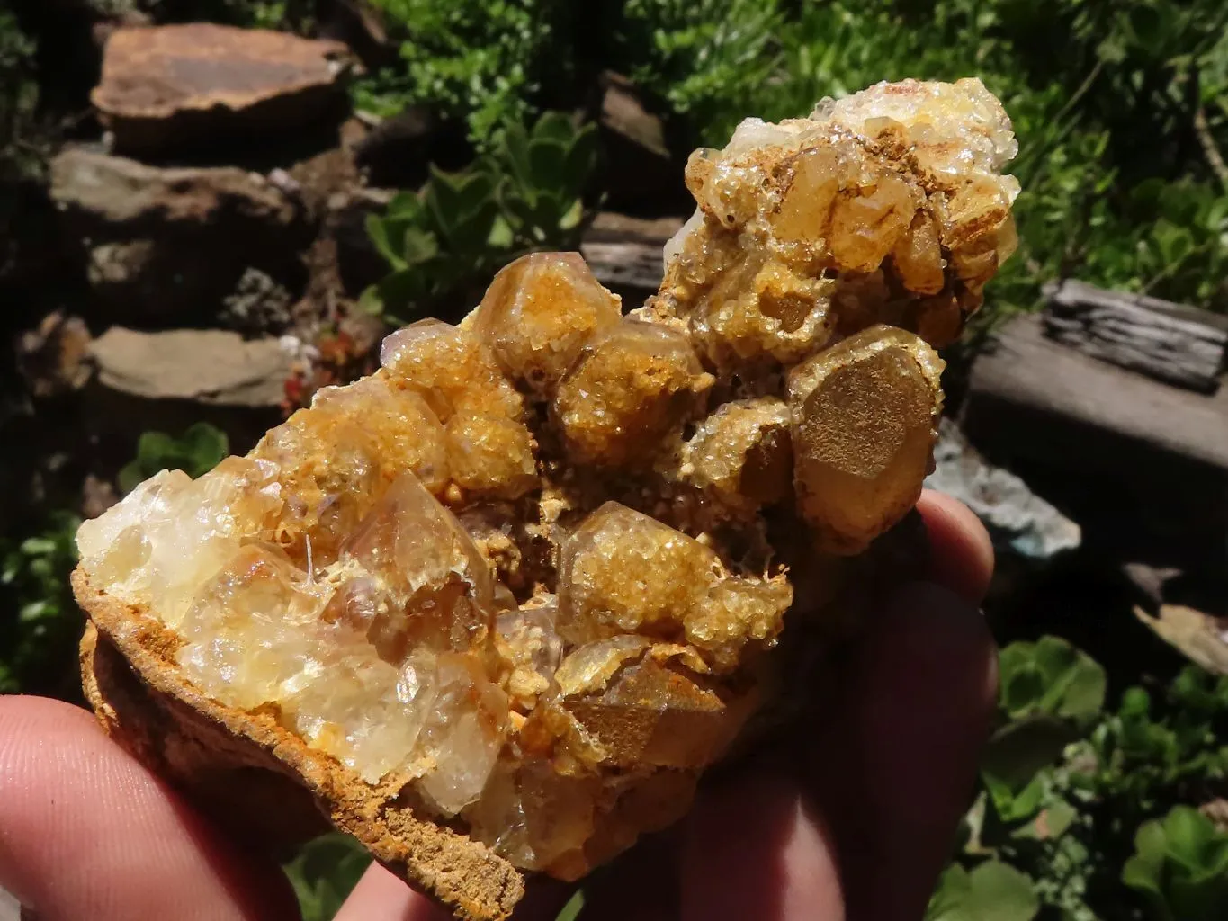 Natural Golden Limonite Quartz Clusters x 12 From Zimbabwe