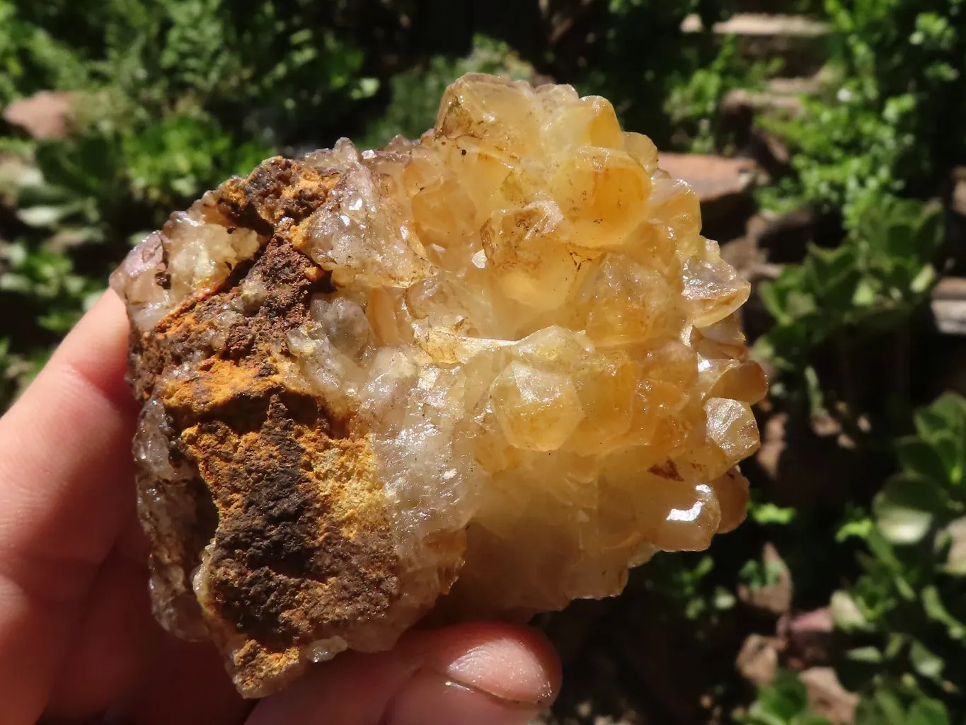 Natural Golden Limonite Quartz Clusters x 12 From Zimbabwe