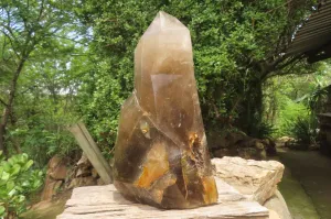 Polished Smokey Quartz Sceptre Crystal x 1 From Madagascar